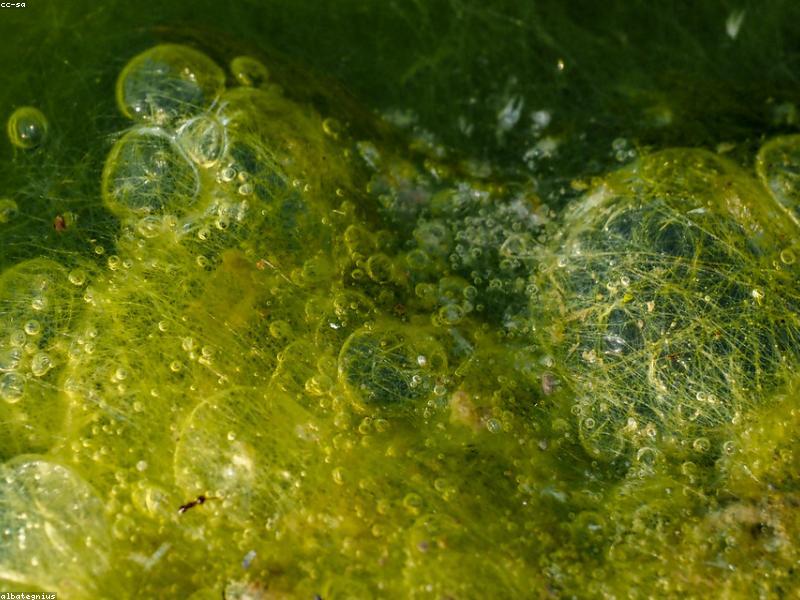 Close-up of a laptop screen displaying a Bundesliga match with multiple streaming options (DAZN, Sky, ESPN+) visible in the browser tabs.