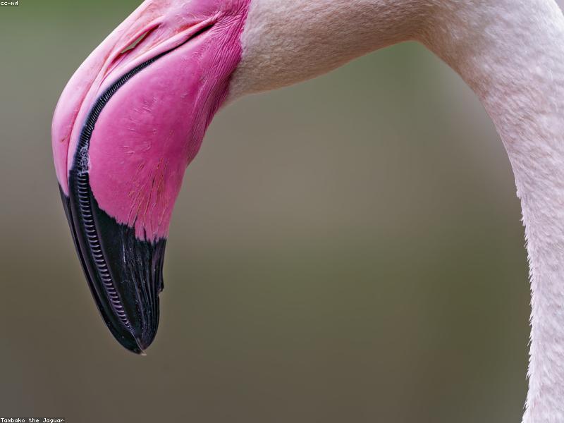 Close-up of a hand holding a smartphone streaming IPTV content with a clear user interface showing a 